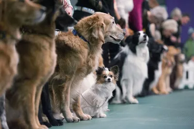 Выставка собак SOCHI DOG SHOW-2018 в Сочи » Олимпийский парк Сочи —  официальный сайт