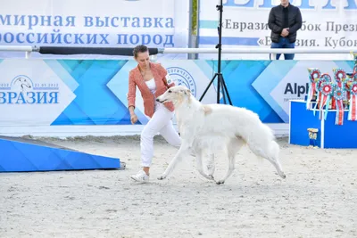 05.02.2021 Выставка собак всех пород ранга САС 9 группы + спешиалити \"МОО  КК АКС\" г. Москва - Питомник французских бульдогов в Москве - СINQ ETOILES  D'OR