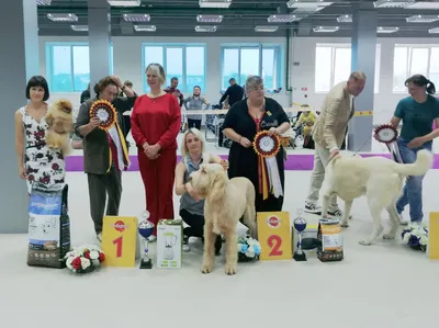 Ежегодная выставка собак Westminster Kennel Club