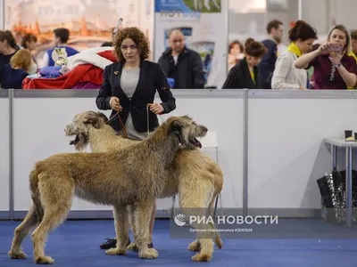 МЕЖДУНАРОДНАЯ СЕРТИФИКАТНАЯ ВЫСТАВКА СОБАК ВСЕХ ПОРОД «ЧЕМПИОНАТ ТУРЦИИ,  ОСЕНЬ-2022 — Happy animals