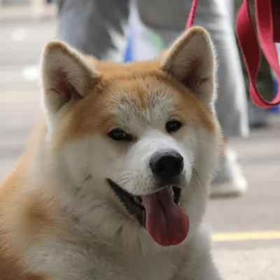 Выставка собак Westminster Kennel Club