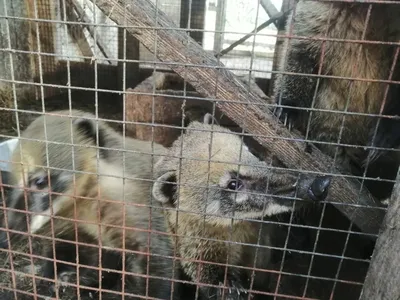 Белый кенгуру” в Сочи. Посетите зоопарк с редкими животными :: Статьи -  Куда на Юга