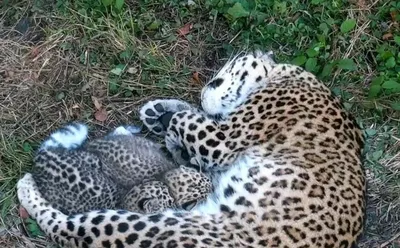 Владельцы сафари-парка в Сочи бросили животных: часть погибли, остальных  пытаются спасти | Пикабу