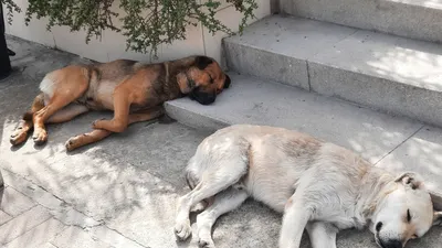 Dog friendly: 10 отелей в Сочи, где можно жить с животными