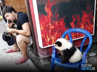 В Сочи нашли питомник, который снабжал уличных фотографов животными для  незаконных фотосессий