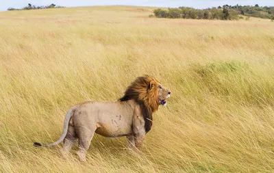 Photo Safari Studio, Ваша фотостудия в Томске