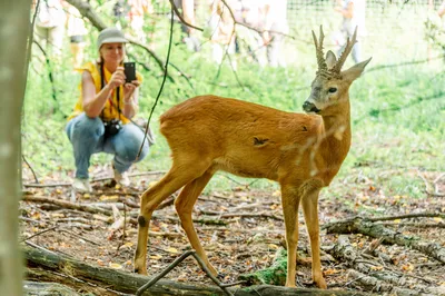 Photo safari centre, центр фотоуслуг и широкоформатной печати, переулок  Плеханова, 5а, Томск — 2ГИС