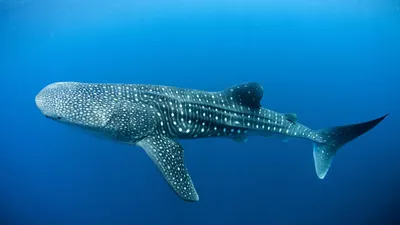 Самая большая китовая акула может достигать длины 20 м и веса 150 т» —  создано в Шедевруме