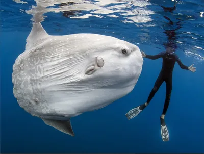Самая крупная рыба (из класса костных) в мире: masterok — LiveJournal
