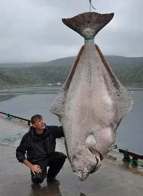 Самая большая в мире пойманная Рыба # Белуга осётр 1490 кг - YouTube