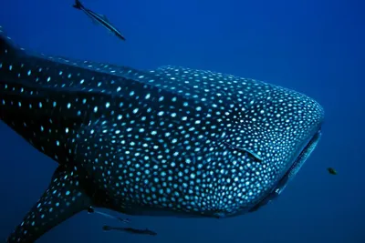 🏛️ ТОП-10 самых больших в мире рыб | Smapse