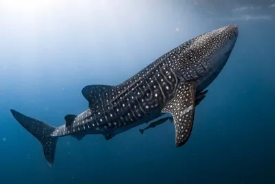 Почему самая большая в мире акула мегалодон вымерла — Ferra.ru
