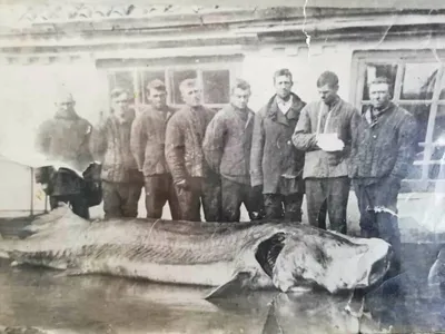 Самая большая рыба в мире - 71 фото