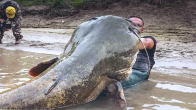 🚩 Самая большая рыба в мире: топ 10 морских обитателей с фото