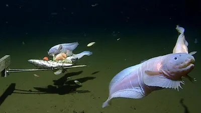 Моремания - ПРОДОЛЖЕНИЕ 11. Рыбы, за исключением некоторых угрей, не умеет  плавать хвостом вперёд. 12. Рыба-камень — самая ядовитая рыба в мире. 13. Самая  большая в мире рыба — большая китовая акула🦈 ,