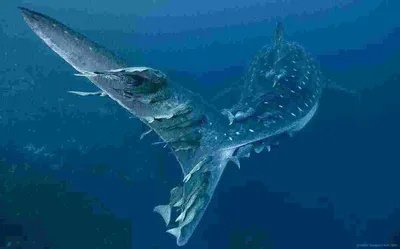 Самая большая рыба в азовском море - 69 фото