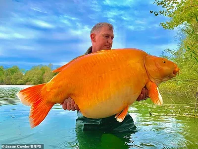 Фото самая большая рыба в мире фотографии