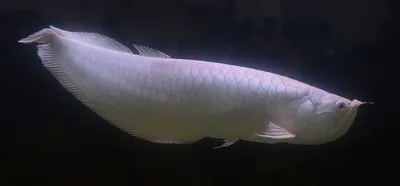 Самая большая рыба в мире приплыла в Эйлат. Детали: Hовости Израиля