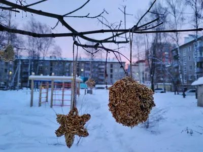 ❗Внимание! Стартует голосование за самую креативную кормушку для птиц,  изготовленных читателями нашей библиотеки. .. | ВКонтакте