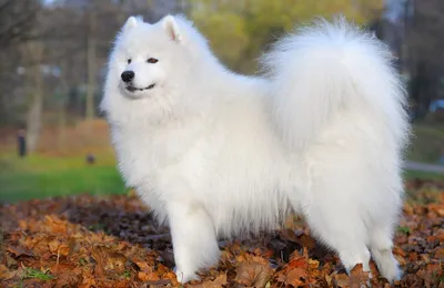 Самоедская лайка (Samoyed, Samoyedskaja) (Породы собак) самоедская собака,  породы лаек, самоед собака, купить лайку, щенки лайки, самоед цена, самоед  фото, купить щенка лайки, самоедская лайка фото Энциклопедия о животных  EGIDA.BY