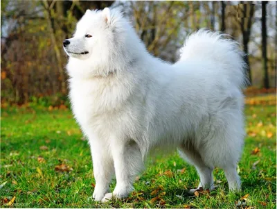 Самоедская собака (самоед). Фото | Samoyed, Samoyed dogs, Samoyed puppy