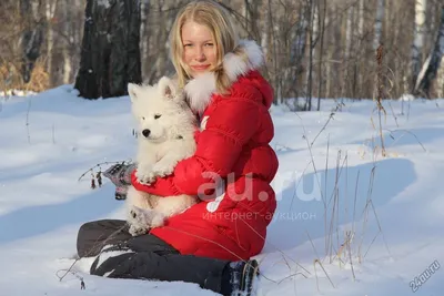 Фотография самоедской собаки с …» — создано в Шедевруме