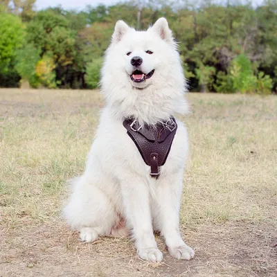 Самоедская собака Самоед Samoyed #samoyed #самоедскаясобака | Самоедские  собаки, Собаки, Поездки