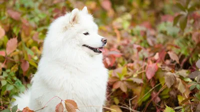 Мое маленькое чудо Молли ❤️ | Самоедские собаки, Самоедская лайка, Белые  собаки