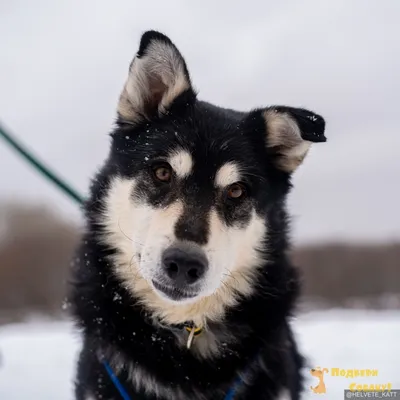 15 фото, которые доказывают, что собаки похожи на своих хозяев - 11 июня  2019 - НГС