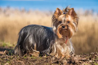 Маленькие собаки для 🐕 небольшой квартиры: лучшие породы миниатюрных собак  - Гульдог