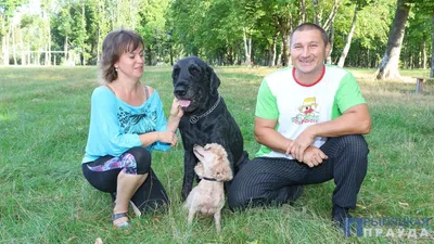 В Киеве во время тревоги в школьное укрытие не впустили двоих детей с  собакой: все детали