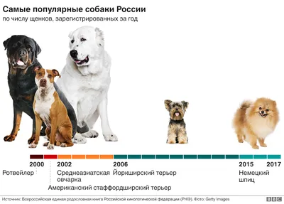 Цена за жизнь с человеком». Как селекция ухудшила здоровье собак - Газета.Ru