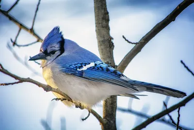 Яванская синяя птица - eBird