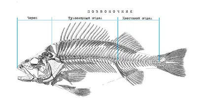 Заготовка для творчества \"Скелет рыбы\"