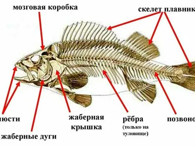 Картина «\"Скелет рыбы\"» Бумага, Акрил 2021 г.