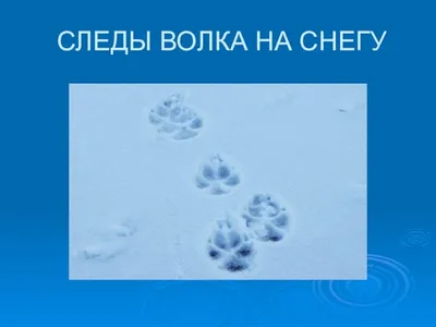 Волк - Canis lupus L | Природа Эвенкии