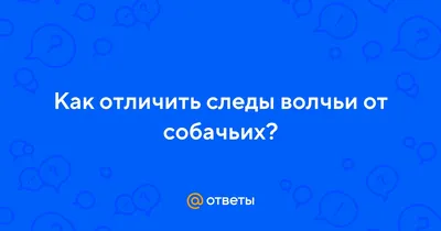 Следы волка на снегу (17 фото): как выглядят и отличия от собаки