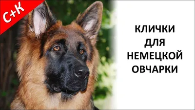 Немецкая овчарка: размер, 🐕 вес, характер, уход, воспитание, уход