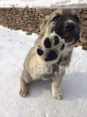 АЗИАТЫ ПРИМОРЬЯ. Алабай/Среднеазиатская овчарка/Central Asian Shepherd dog  | Facebook