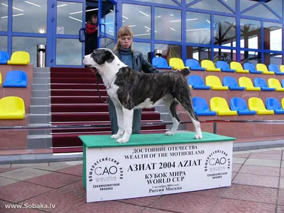 Намордник для собак крупных пород \"АЗИАТ сплошной\" (39 см) коричневый -  купить с доставкой по выгодным ценам в интернет-магазине OZON (236841116)