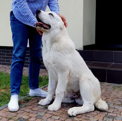 Найдена азиат-хаски в Сельмаше, ищем хозяина! | Pet911.ru