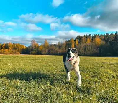 сао, алабай,волкодав | Large dog breeds, Alabai dog, Kangal dog