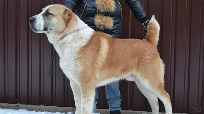 Алабай 🐕 как ухаживать, характеристика породы, размеры, клички, фото