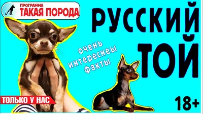 Русский той (той-терьер) – все о собаке, описание породы, фото, щенки той- терьера | Блуберри Найтс питомник русских тоев РКФ-ФЦИ