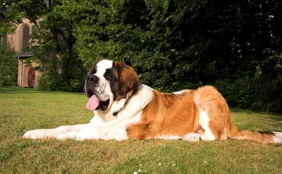 Сенбернар (Saint Bernard) - это порода собак известная во всем мире.  Описание, отзывы, фото породы.