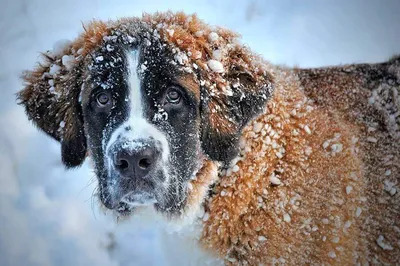 Сенбернар (Saint Bernard) - это порода собак известная во всем мире.  Описание, отзывы, фото породы.