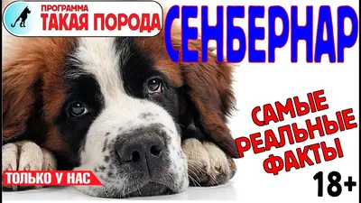 Породы собак сенбернар Акварель,…» — создано в Шедевруме