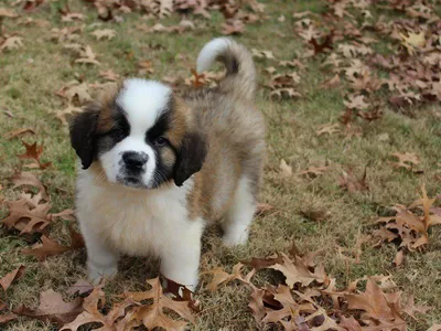 Сенбернар (Saint Bernard) - это порода собак известная во всем мире.  Описание, отзывы, фото породы.