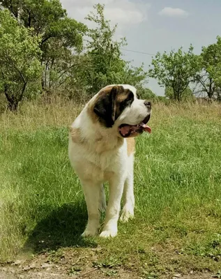 Косметика Bio-Groom для собак породы Сенбернар