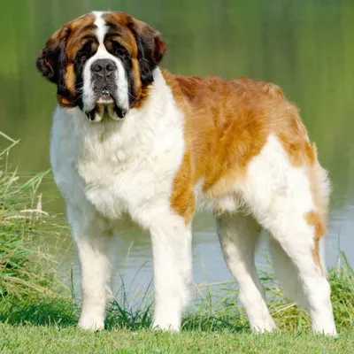 Сенбернар (Saint Bernard) - это порода собак известная во всем мире.  Описание, отзывы, фото породы.